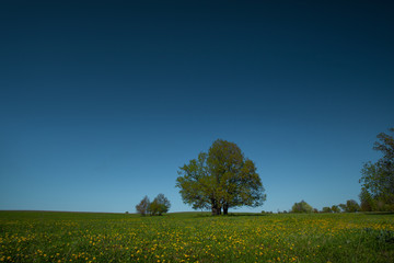 Fototapeta na wymiar Green tree on a meadow with green grass and clear blue sky