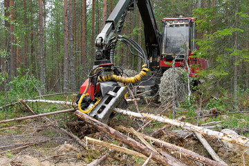 Harvester machine working in a forest, chopping young pine trees. Northern Karelia, Russia