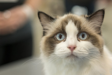 Portrait of the beautiful blue eyes ragdoll cat
