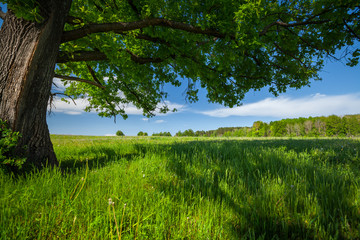 Spring meadow with green grass and old big oak