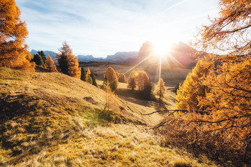 Lovely  yellow larches in sunlight. Location place Dolomiti, Compaccio village, Alpe di Siusi, Province of Bolzano - South Tyrol, Italy, Europe.