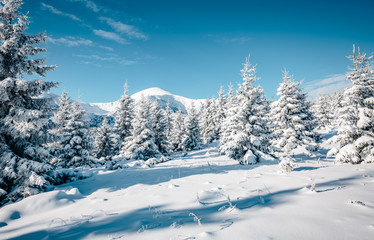 Majestic white spruces glowing by sunlight.