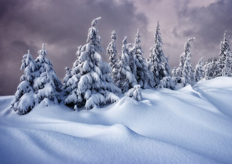 Majestic white spruces glowing by sunlight. Picturesque wintry scene.