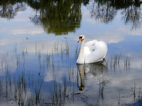 Swan / Swan in a lake