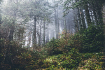 Fantastic forest glowing by sunlight. Location: Carpathian, Ukraine, Europe.