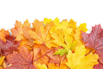 Naklejka na ściany i meble Colorful autumn leaves on white background