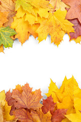 Colorful autumn leaves on white background