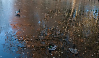 flowers covered with hoarfrost, frost in the park