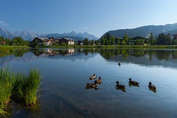 Pond in Alps with clear still water surface and swimming ducks. Seefeld, Austria