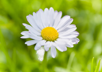 Close-up of daisy flower on meadow. Bright natural green background