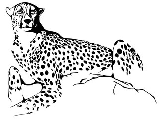 Cheetah