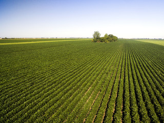 Aerial shot of agricultural soy fields