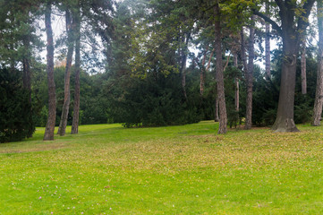 Fototapeta na wymiar park autumn green grass and trees