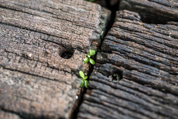 beautiful wooden background with the leaf