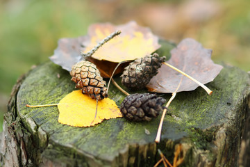Pine tree cones and dried leaves lying on the moss covered stump in the autumn forest. Nature close up