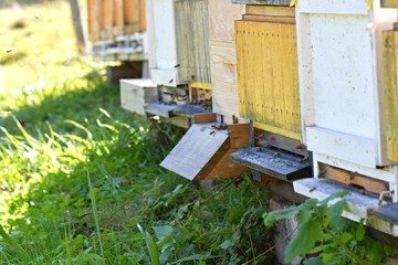 Honeybee hives (Apis mellifera).