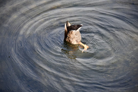 Duck Feeding near the Lock at Marlow