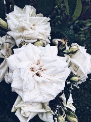 close up of rain drops on white roses 