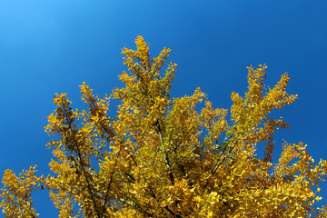 Tree of ginkgo biloba with yellow leaves in autumn against blue sky