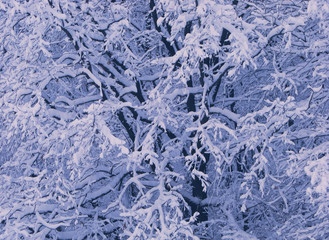 Tree branches covered with snow on a winter day. Background