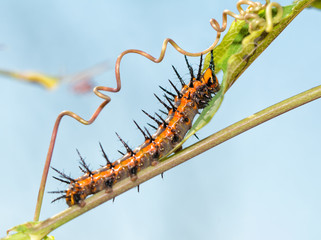 Gulf Fritillary butterfly caterpillar eating Passionvine leaf