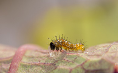 Freshly hatched Gulf Fritillary butterfly caterpillar eating the shell of the egg he just eclosed from
