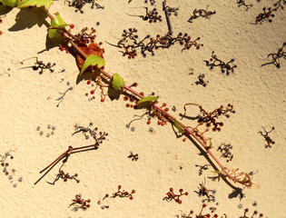 Ivy hedera helix branch with leaves and fragments of roots on a vertical wall surface