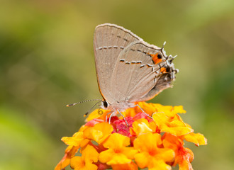 Gray Hairstreak butterfly on a bright red and yellow Lantana flower, with green background