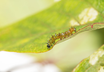 Two day old Gulf Fritillary caterpillar walking on a passion flower leaf, side view