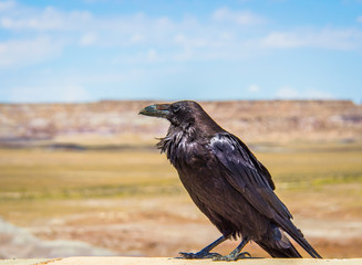 One raven bird closeup alone perched on ledge in the Painted Desert in Arizona