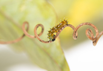 Two day old Gulf Fritillary butterfly caterpillar walking on a spiral tendril of passion flower plant