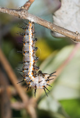 Gulf Fritillary caterpillar hanging down in J-formation, ready to start pupating