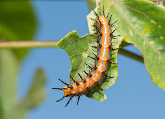 Dorsal view of Gulf Fritillary caterpillar on a Passionflower leaf