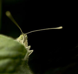 Cabbage White Butterfly