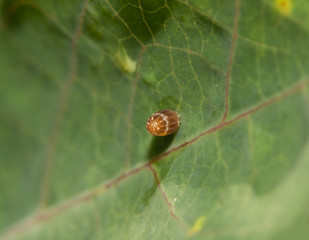 Gulf Fritillary butterfly egg on a Passionvine leaf