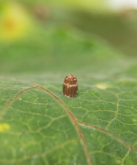 Side view of a Gulf Fritillary butterfly egg on a Passion flower leaf