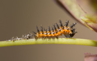 Three days old Gulf Fritillary butterfly caterpillar, right after shedding his first instar skin, visible behind him, waiting for his still translucent new exoskeleton to harden