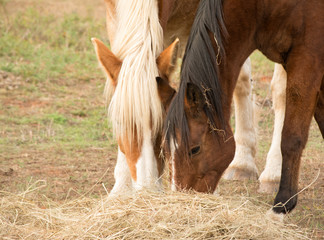 Two horses eating hay off the ground in late fall pasture