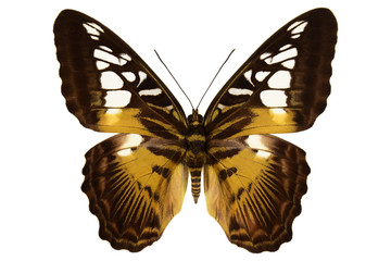 Brown clipper (Parthenos sylvia philippinensis, upside), the real tropical butterfly from Philippines  isolated on white background © Roman