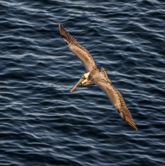 Brown Pelican Soaring Over the Pacific Ocean in San Diego, California, USA