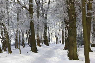 Winterwald