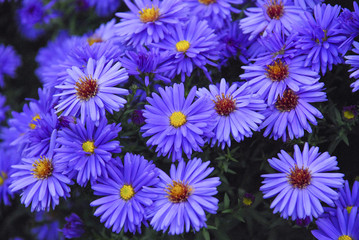 violet aster flowers. Summer