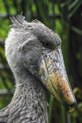 African shoebill bird. perfil closeup