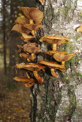Edible Honey fungus (Armillaria mellea) are growing on the birch.