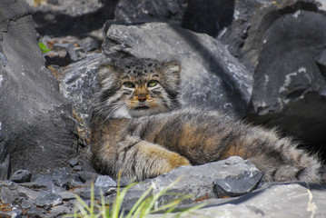 Wild Pallas Cat. Manul, Asia