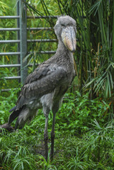 Shoebill bird 02