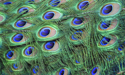 Peacock feathers. closeup. 02