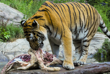 Tiger devouring its prey 