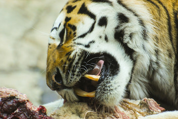Close up tiger devouring its prey 