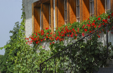 wooden windows and flowers. Summer